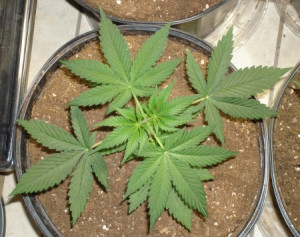 coltivazione marijuana all’aperto - varietà di marijuana