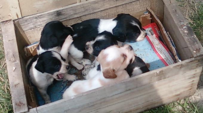 Caivano, ritrovati 7 cuccioli abbandonati in campagna