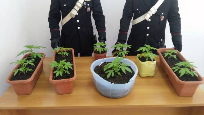 Sorpreso a coltivare piante di cannabis: arrestato a Caivano