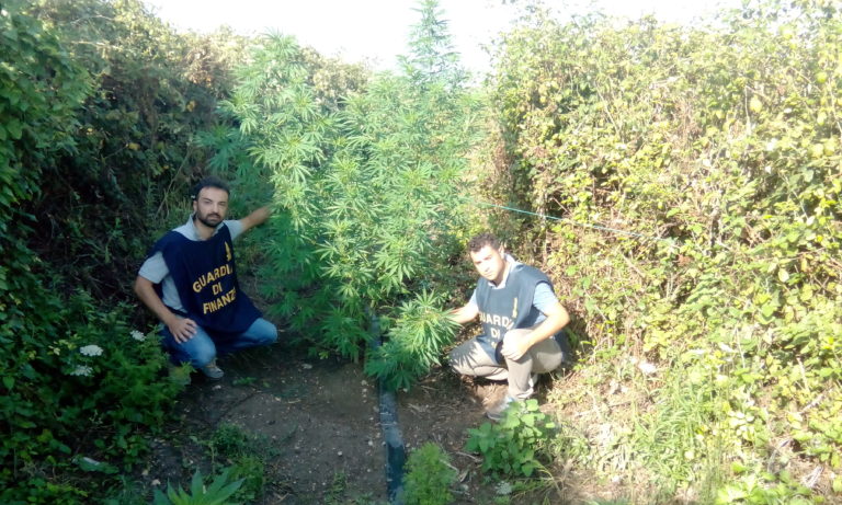 Marijuana coltivata vicino ai Regi Lagni ai confini con Caivano