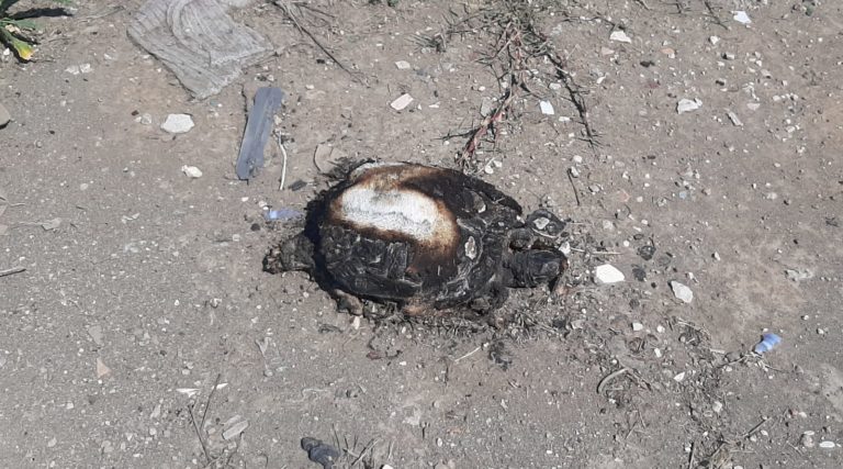 Trovata una tartaruga carbonizzata dalle fiamme in zona Omo Morto