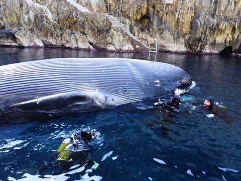 Balena morta a Capri, autopsia a Caivano. VIDEO
