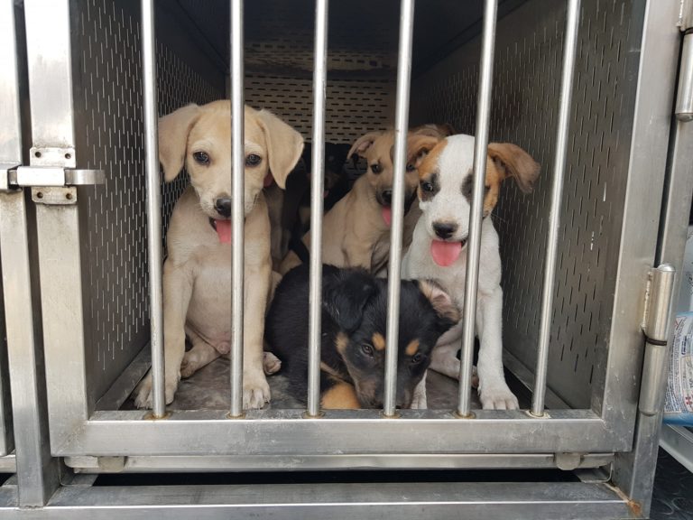 Operazione “Terra dei fuochi”: recuperati dieci cuccioli al campo Rom