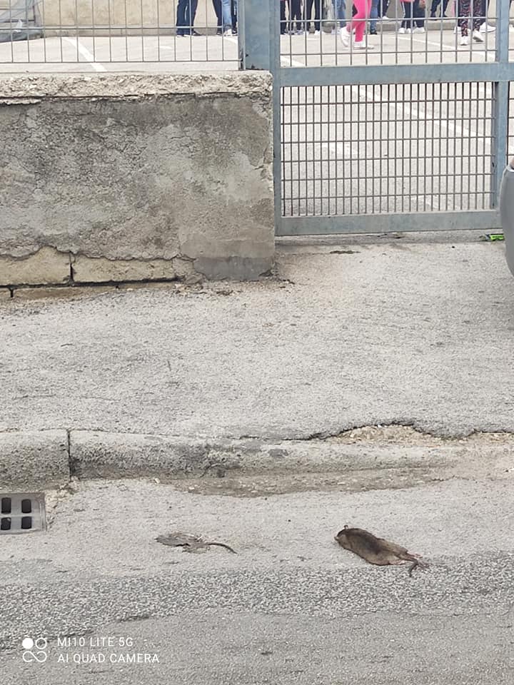 Emergenza sanitaria: non solo Covid, impazzano topi per le strade cittadine