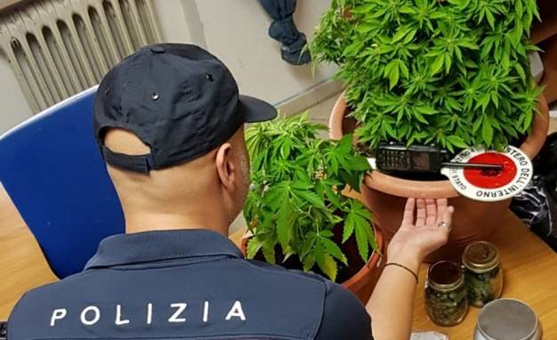 Scoperta una serra di marijuana, arrestato 27enne di Caivano