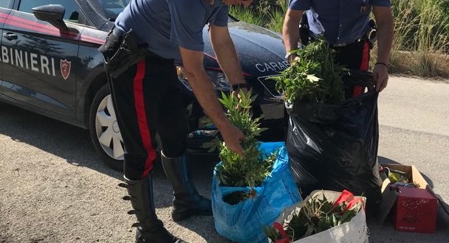 Pascarola: sorpresi a irrigare cannabis, due persone arrestate dai Carabinieri
